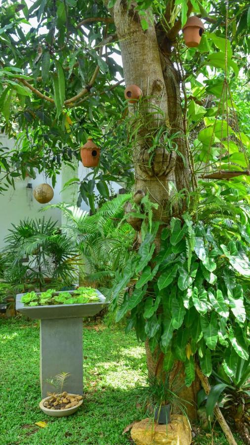 Menara Green Inn Dambulla Buitenkant foto